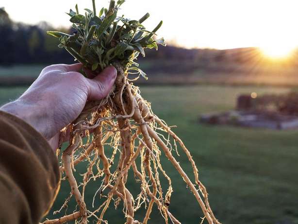 Ashwagandha